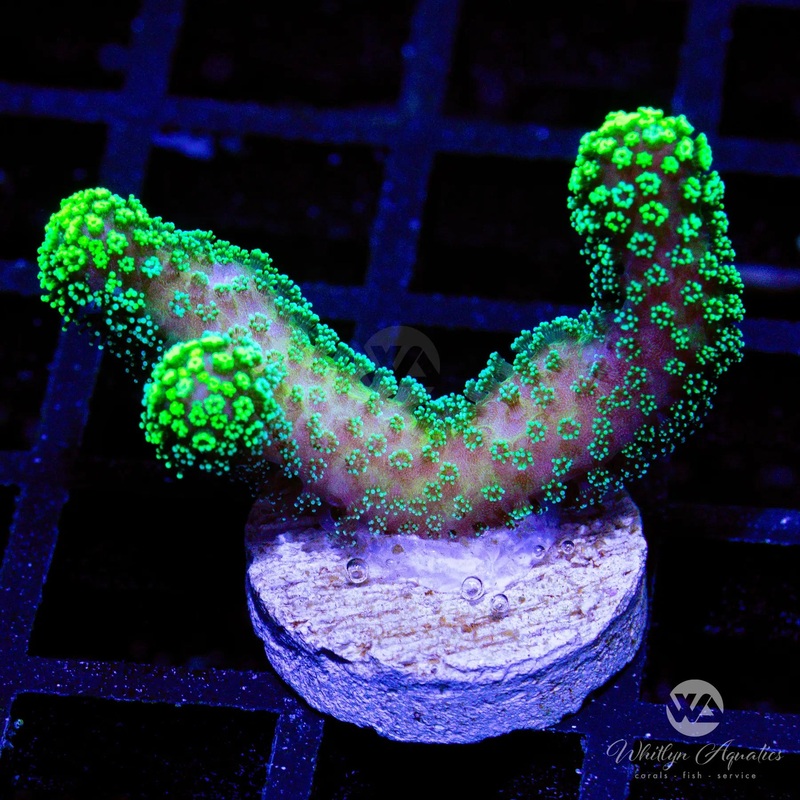 Neon Green Stylophora