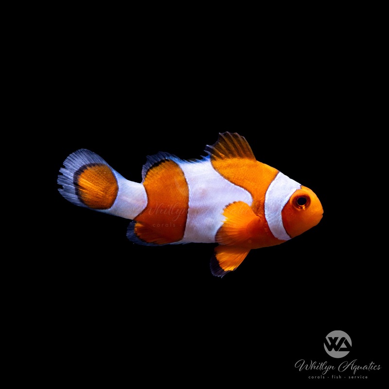 Ocellaris Clownfish - Amphiprion Ocellaris