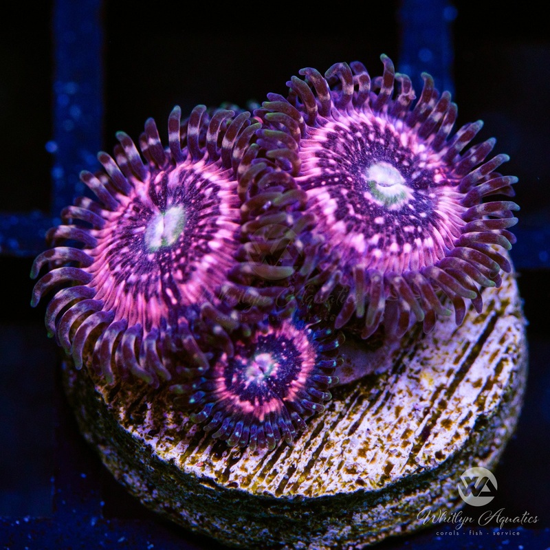 Pink Zipper Zoanthid (Aquacultured)