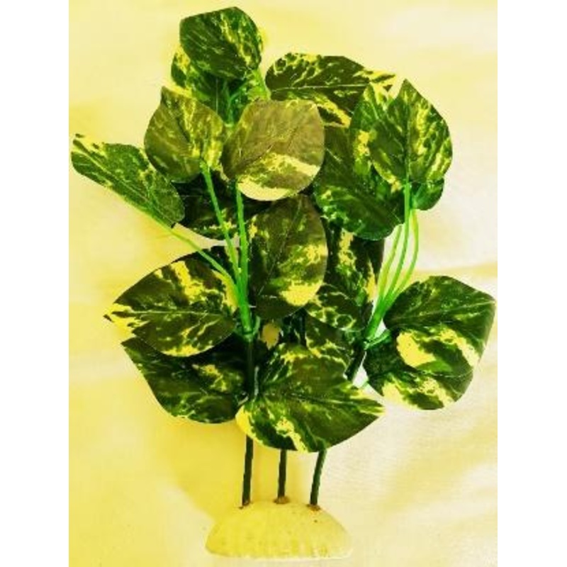 SILK PLANT GREEN & WHITE LEAF