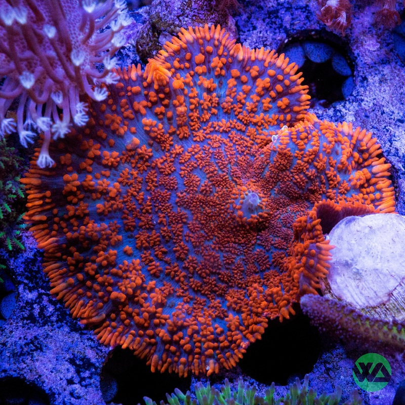 Superman Rhodactis Mushroom