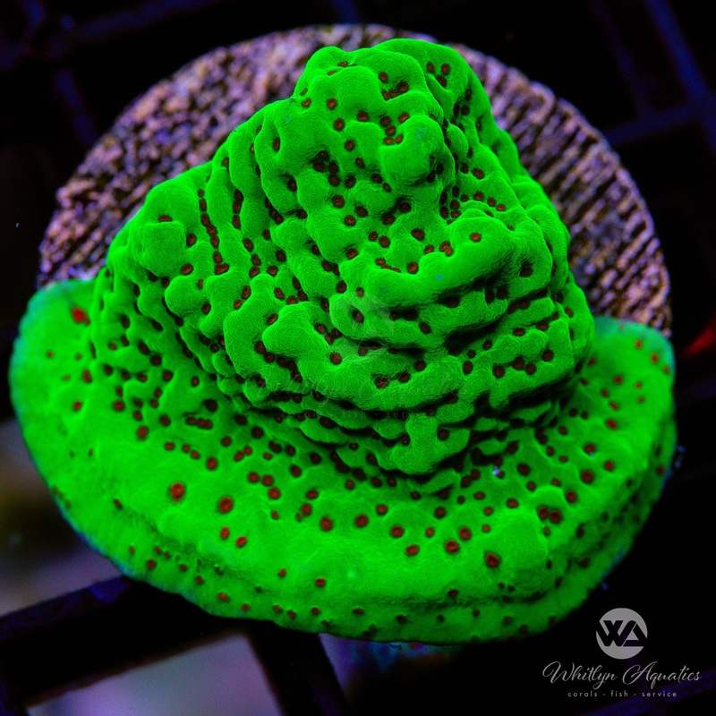 WA Season's Greetings Montipora
