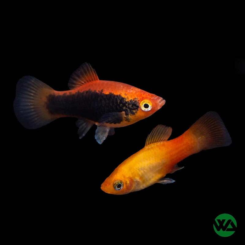 Assorted Platies - Xiphophorus spp.