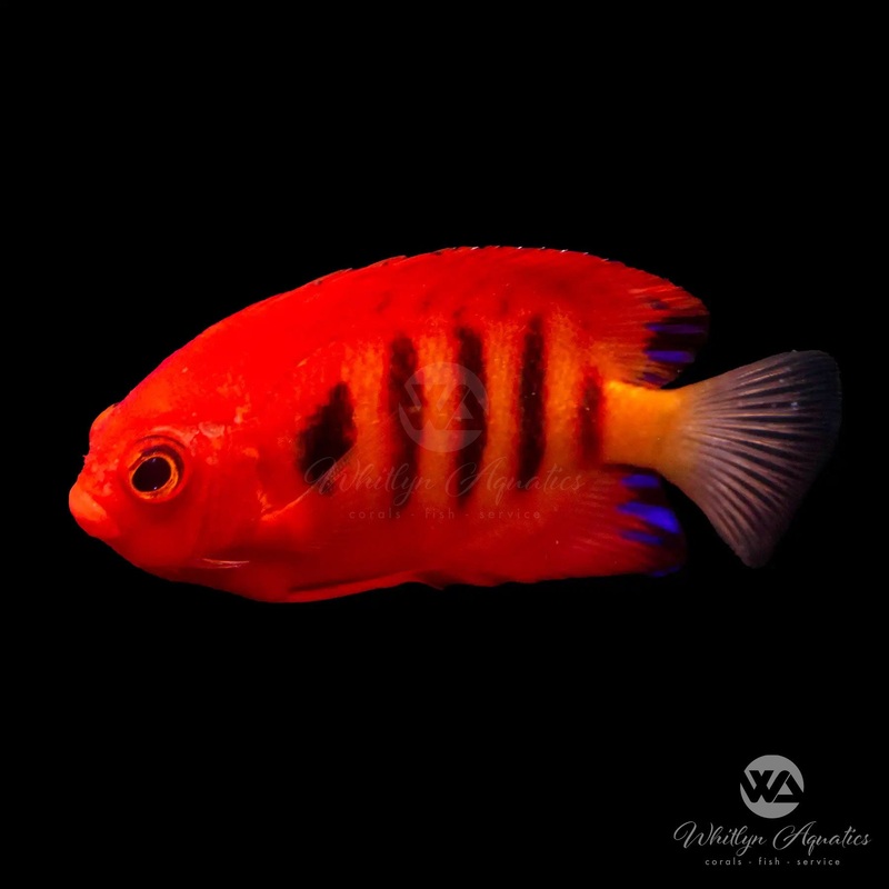 Flame Angelfish - Centropyge loricula