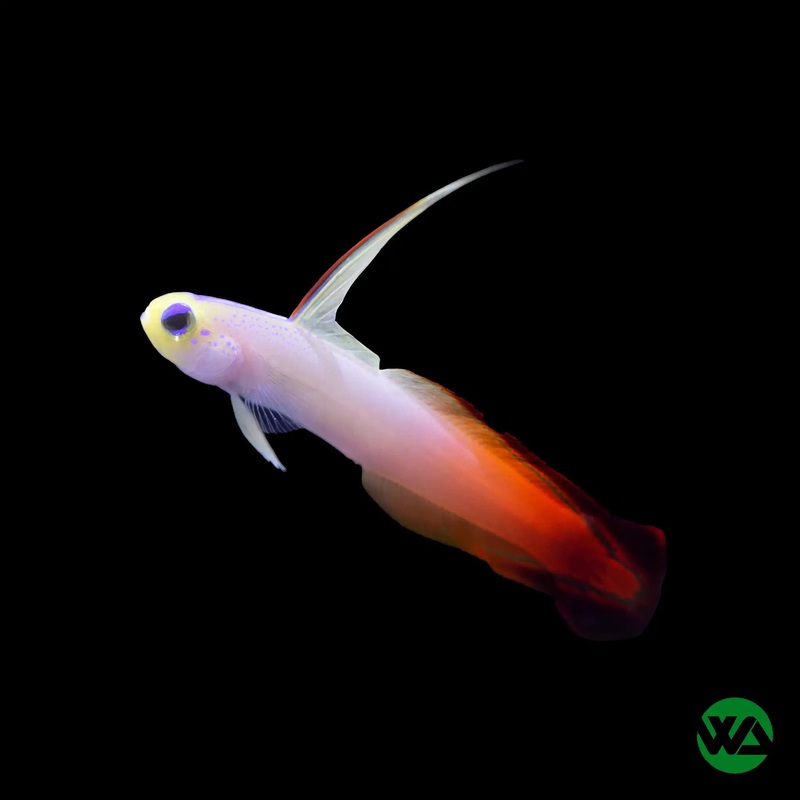 Orange Firefish - Nemateleotris magnifica