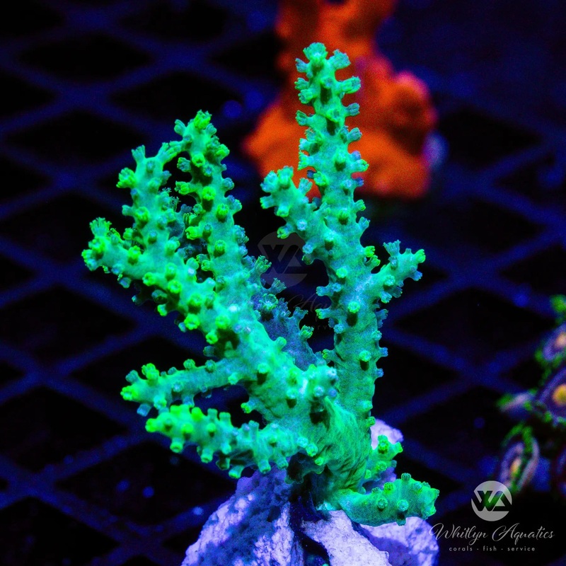 WA Neon Green Nephthea Coral