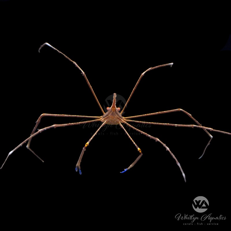 Arrow Crab - Stenorhynchus seticornis