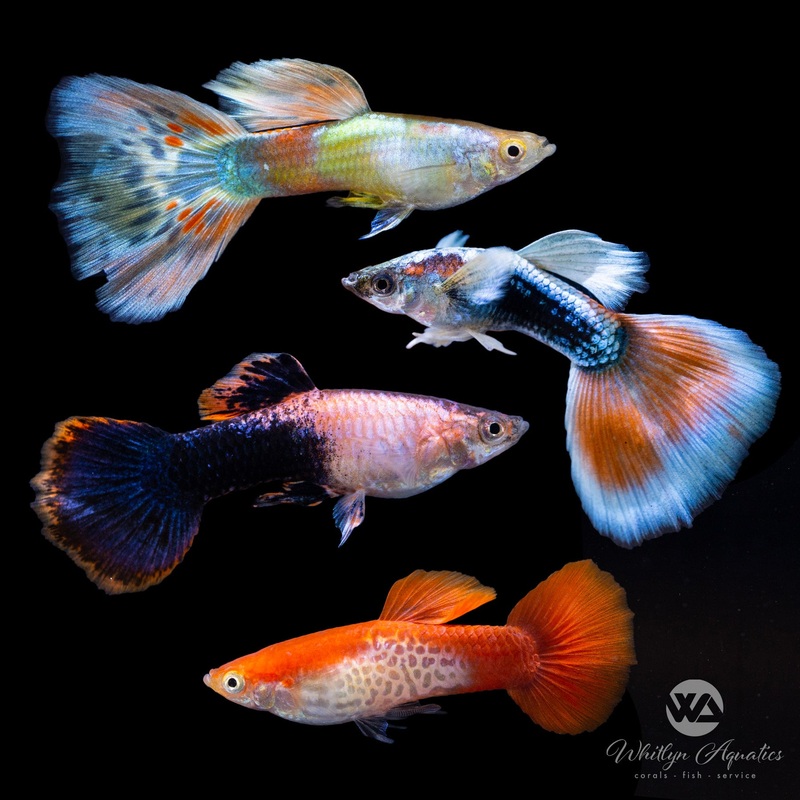 Assorted Male & Female Guppies