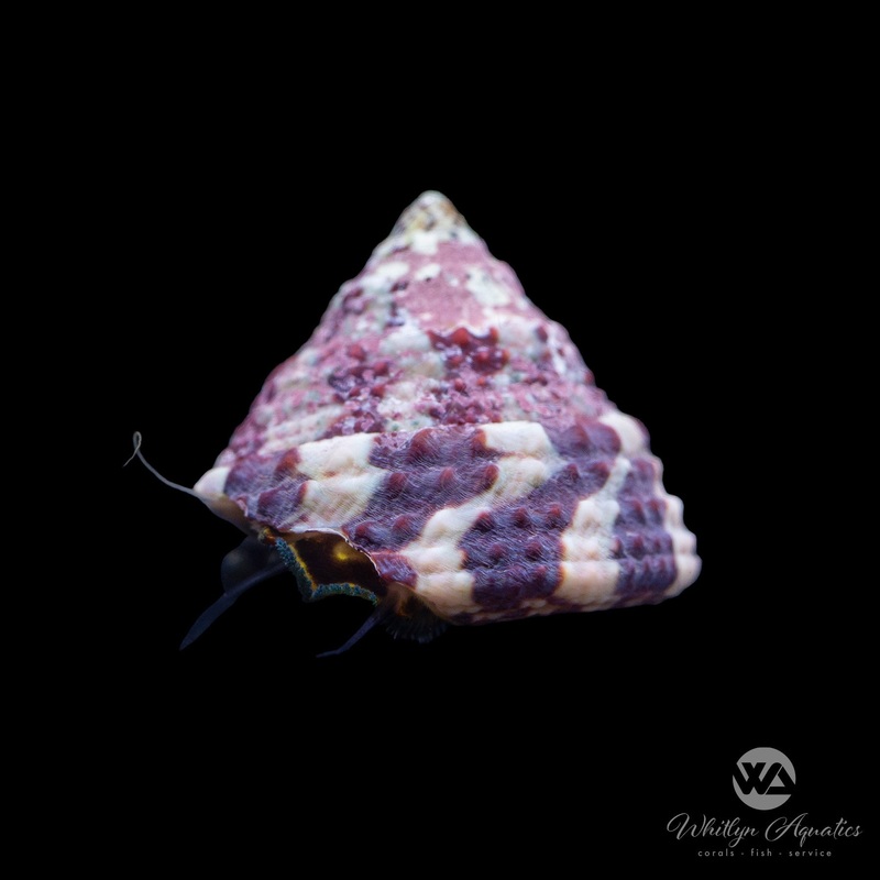 Banded Trochus Snail - Trochus spp.