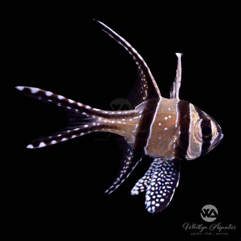 Banggai Cardinal - Pterapogon kauderni