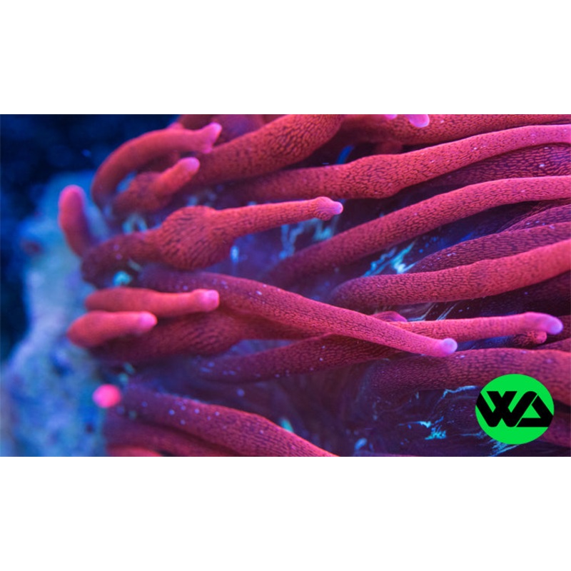 Black Widow Anemone - Entacmaea quadricolor