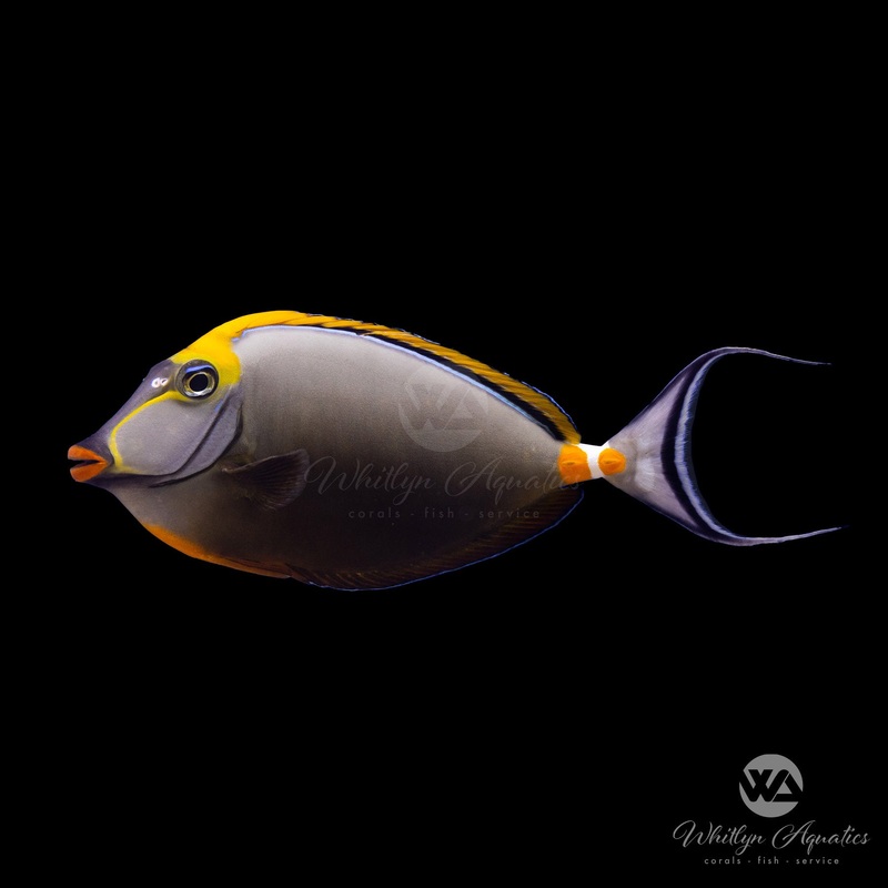 Blonde Naso Tang - Naso elegans
