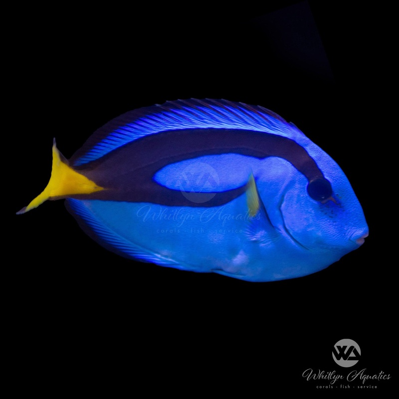 Blue Hippo Tang - Paracanthurus hepatus