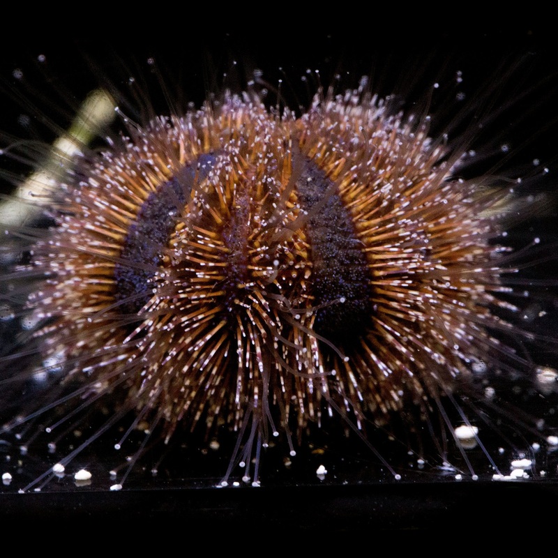 Blue Tuxedo Urchin - Mespilia globulus