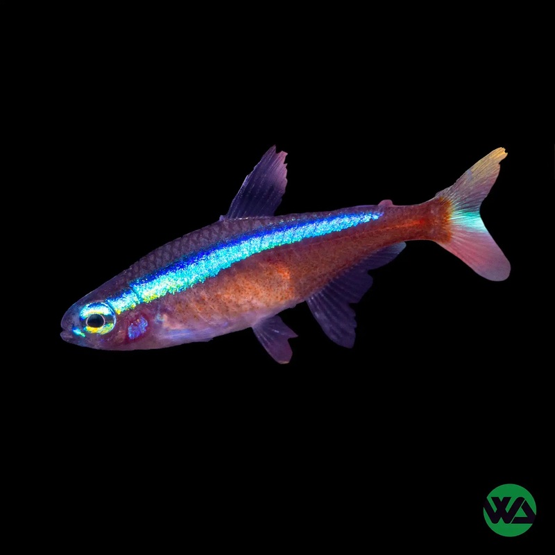 Cardinal Tetra - Paracheirodon axelrodi