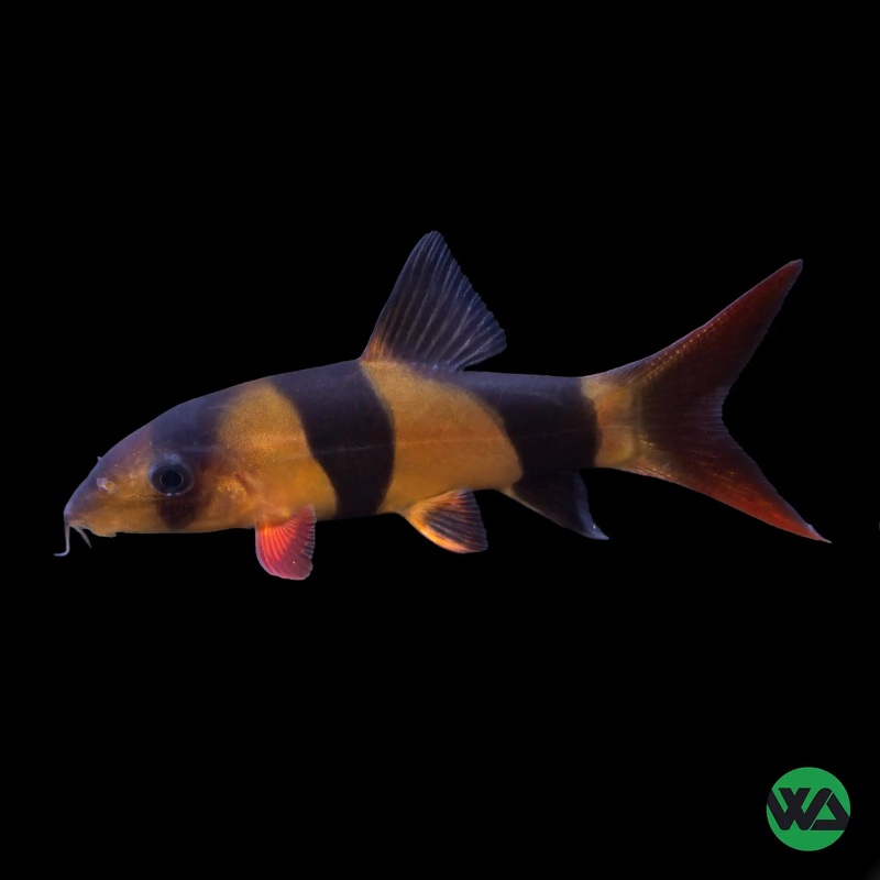 Clown Loach - Chromobotia macracantha