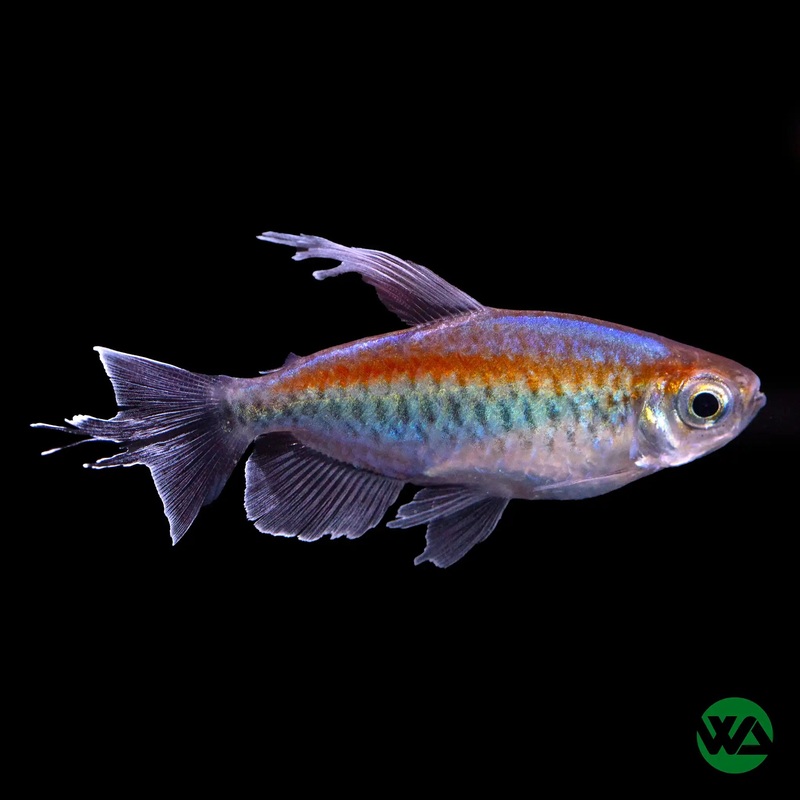 Congo Tetra - Phenacogrammus interruptus