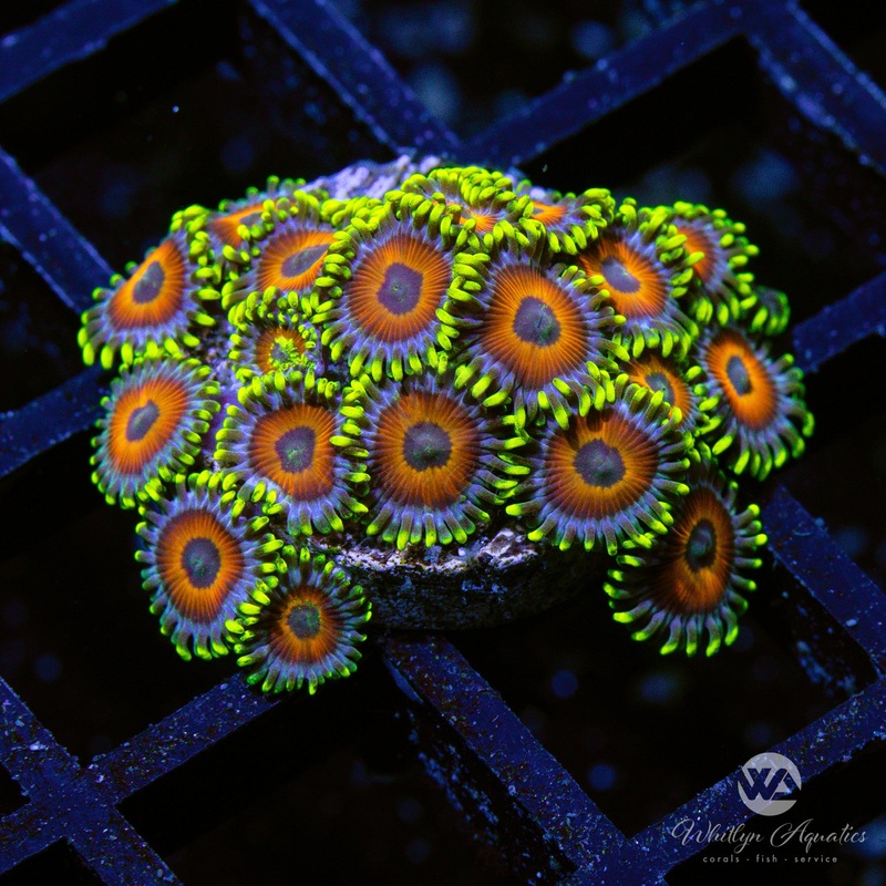 Eagle Eye Zoanthids (Aquacultured)