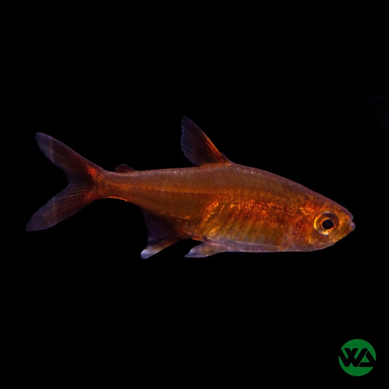 Ember Tetra - Hyphessobrycon amandae