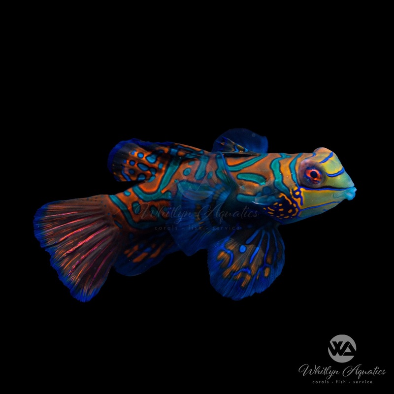 Green Mandarin Dragonet - Synchiropus splendidus