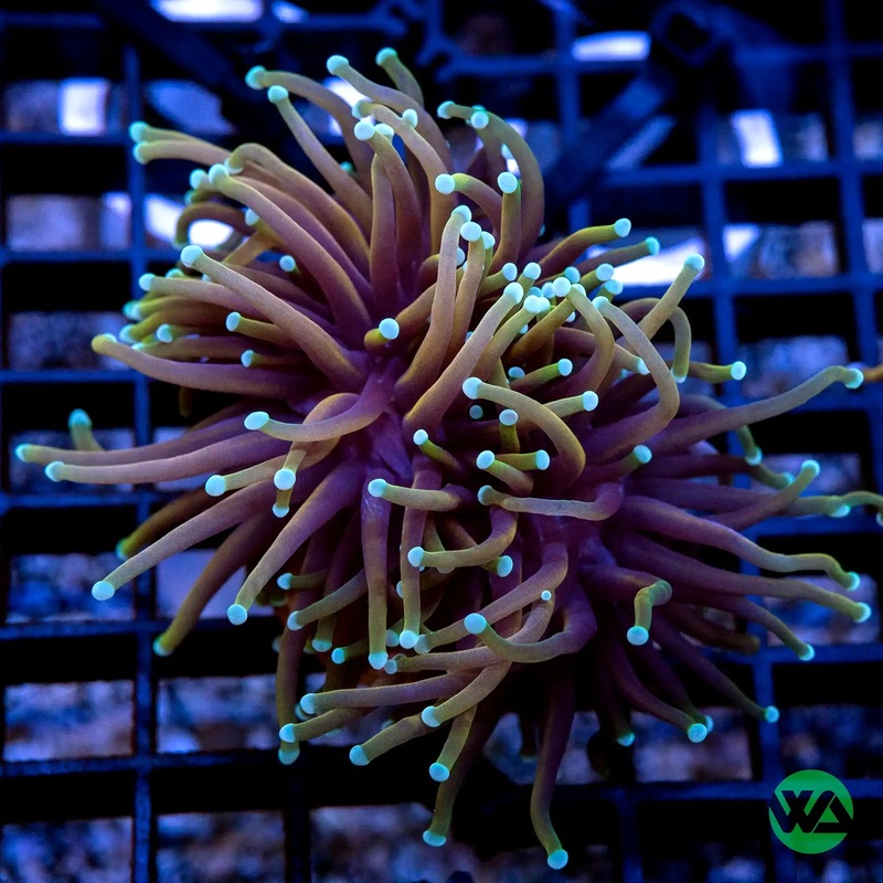 Indo Gold Torch Blue & White Tips