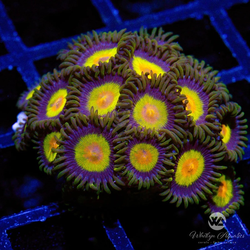 King Midas Zoanthid (Aquacultured)