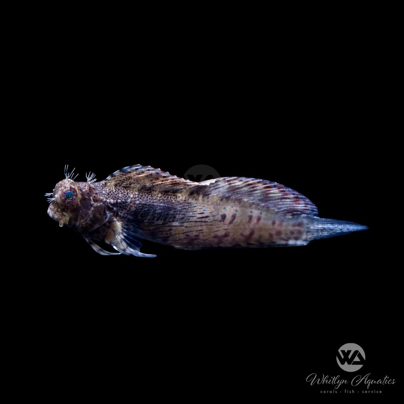Lawnmower Algae Blenny - Salarias fasciatus