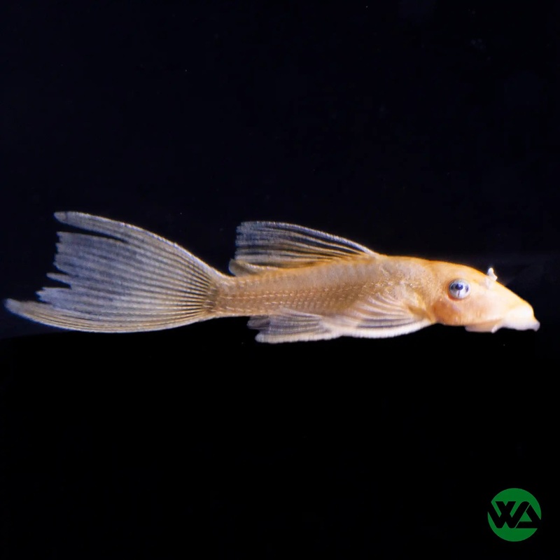 Longfin Blue Eye Lemon Bristlenose Pleco - L144A - Ancistrus Sp.