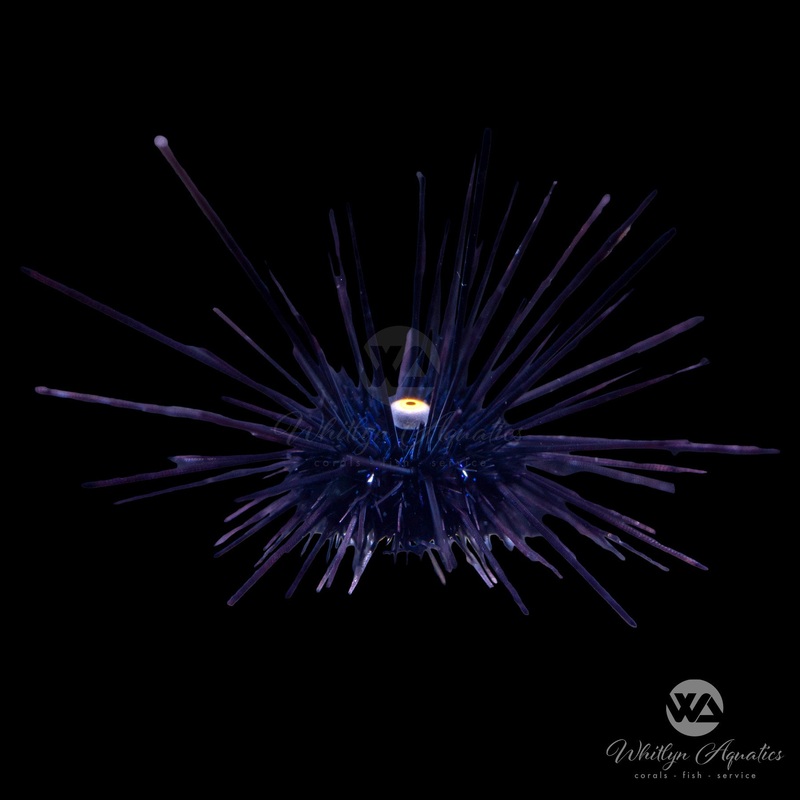 Longspine Urchin - Diadema setosum