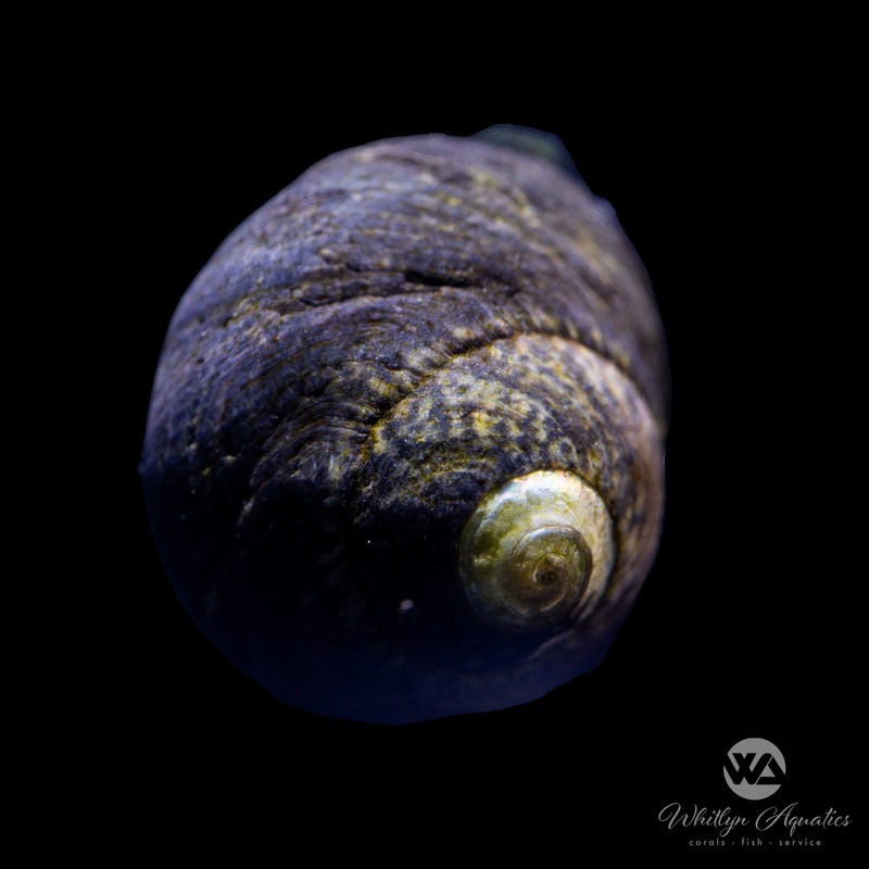 Margarita Snail - Margarites pupillus