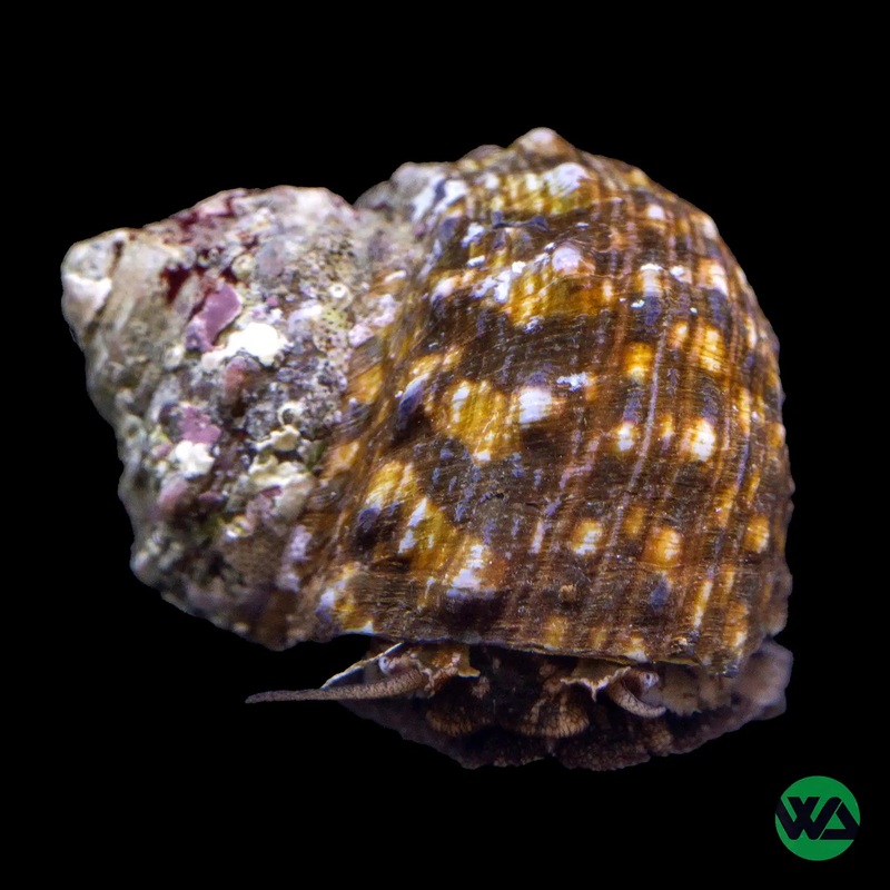 Mexican Turbo Snails - Turbo fluctuos