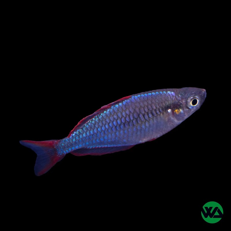 Neon Dwarf Rainbowfish - Melanotaenia praeco