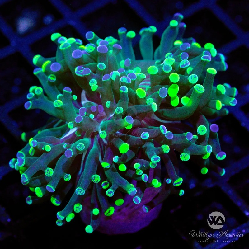 Neon Splatter Hammer