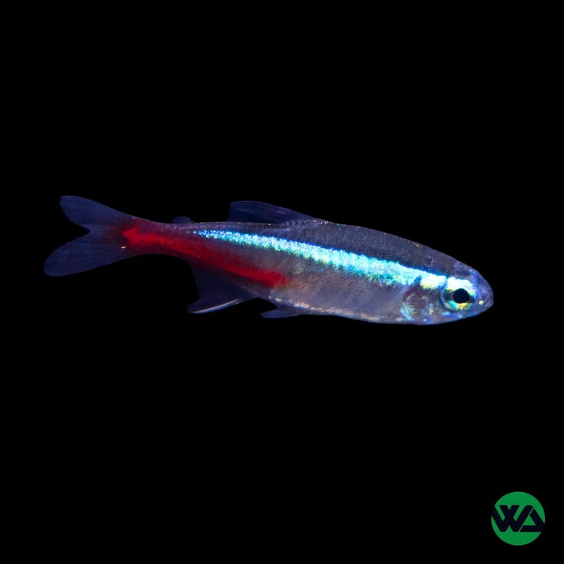 Neon tetra - Paracheirodon innesi