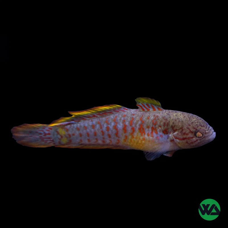 Peacock Gudgeon - Tateurndina ocellicauda
