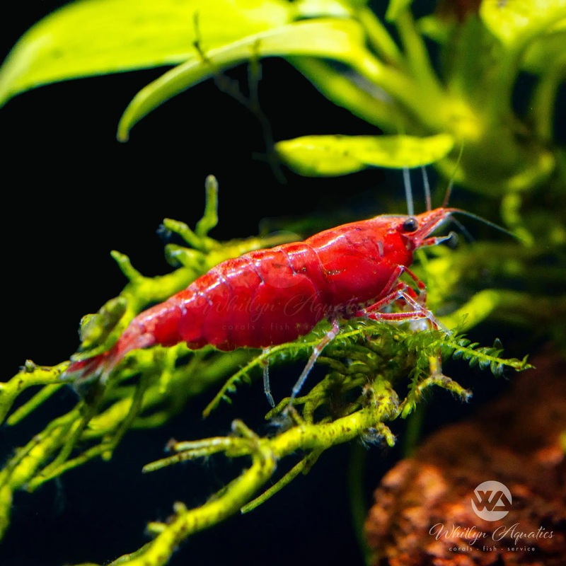 Red Cherry Shrimp - Neocaridina sp.