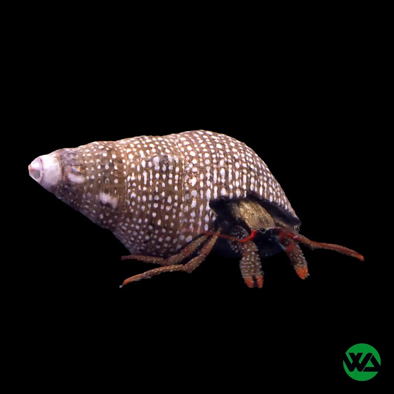 Red Leg Hermit Crab - Paguristes sp.