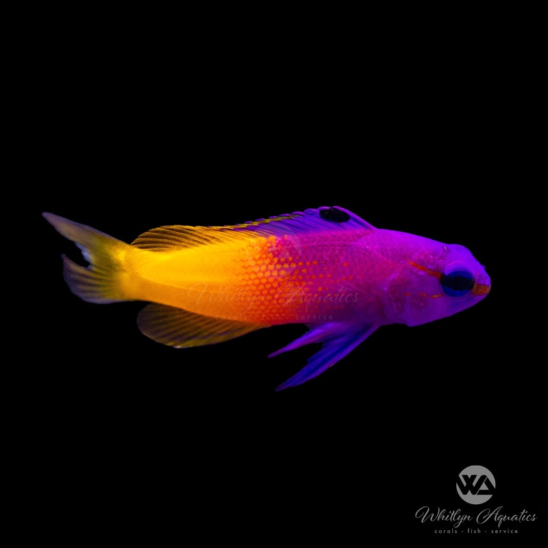Royal Gramma Basslet - Gramma loreto