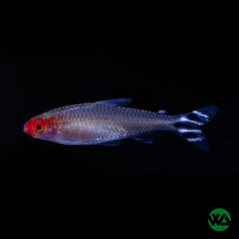 Rummynose Tetra - Hemigrammus rhodostomus