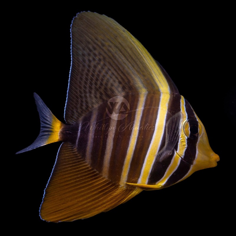 Sailfin Tang - Zebrasoma Veliferum