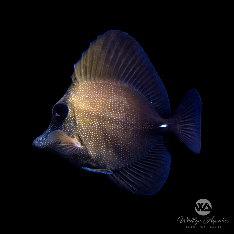 Scopus Tang - Zebrasoma scopas