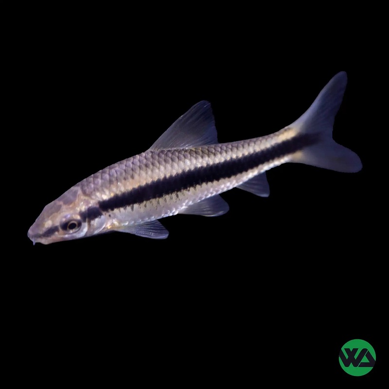Siamese Algae Eater - Crossocheilus oblongus