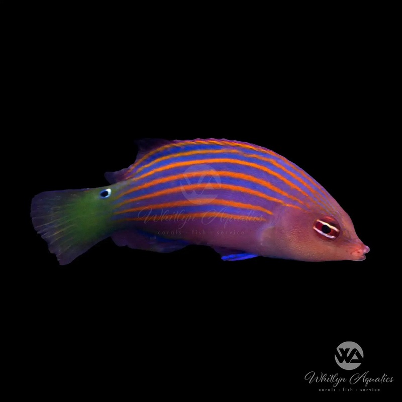 Sixline Wrasse - Pseudocheilinus hexataeni