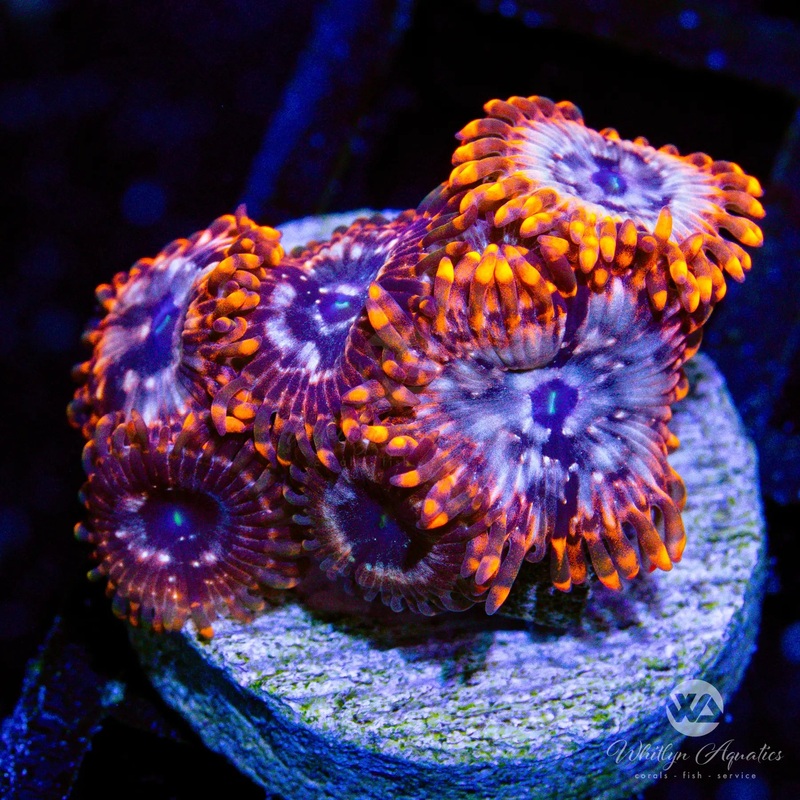 Utter Chaos Zoanthid (Aquacultured)