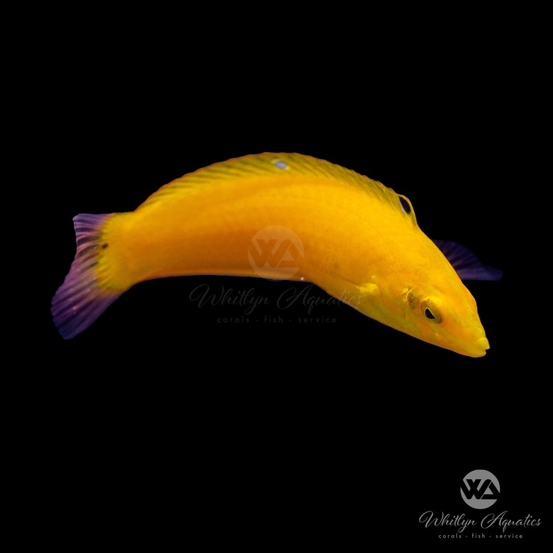 Yellow Coris Wrasse - Halichoeres chrysus