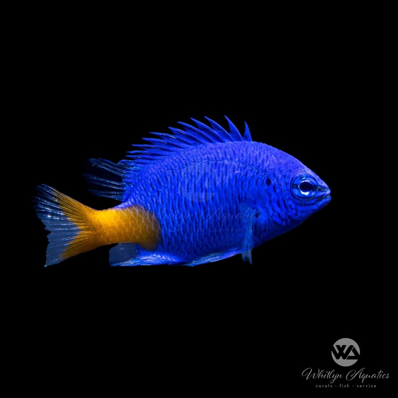 Yellowtail Damsel - Chrysiptera parasema
