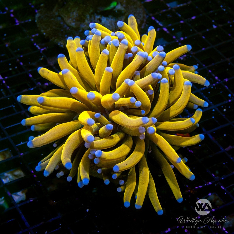 24K Gold Torch Coral