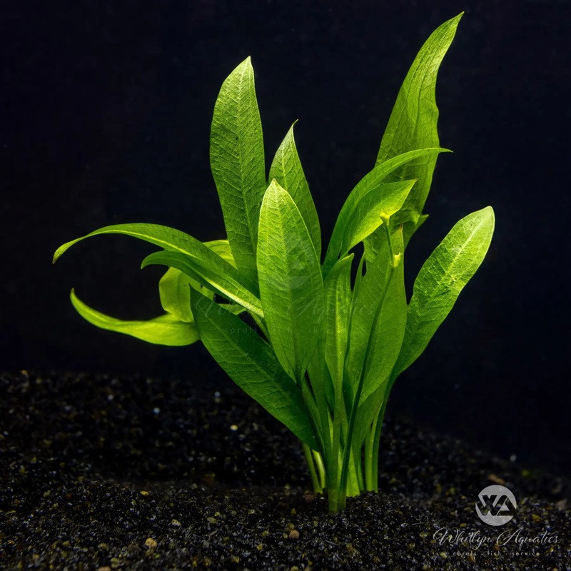 Amazon Sword - Echinodorus amazonicus