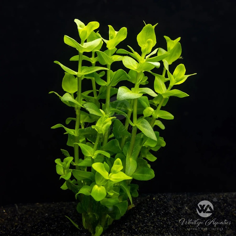 Bacopa caroliniana (amplexicaulis)