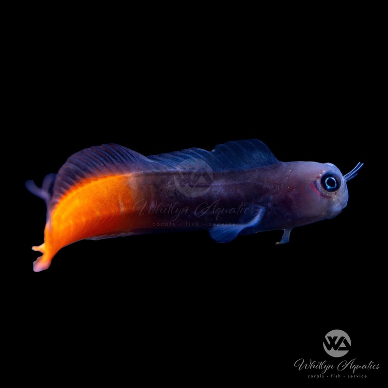 Bicolor Blenny - Ecsenius bicolor